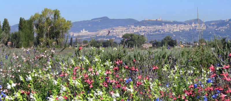Poster of Festa delle Salvie in Assisi