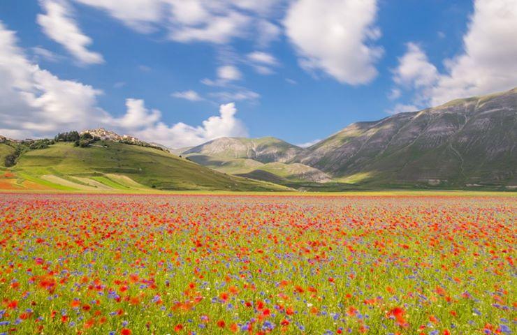 In bloom in Castelluccio di Norcia