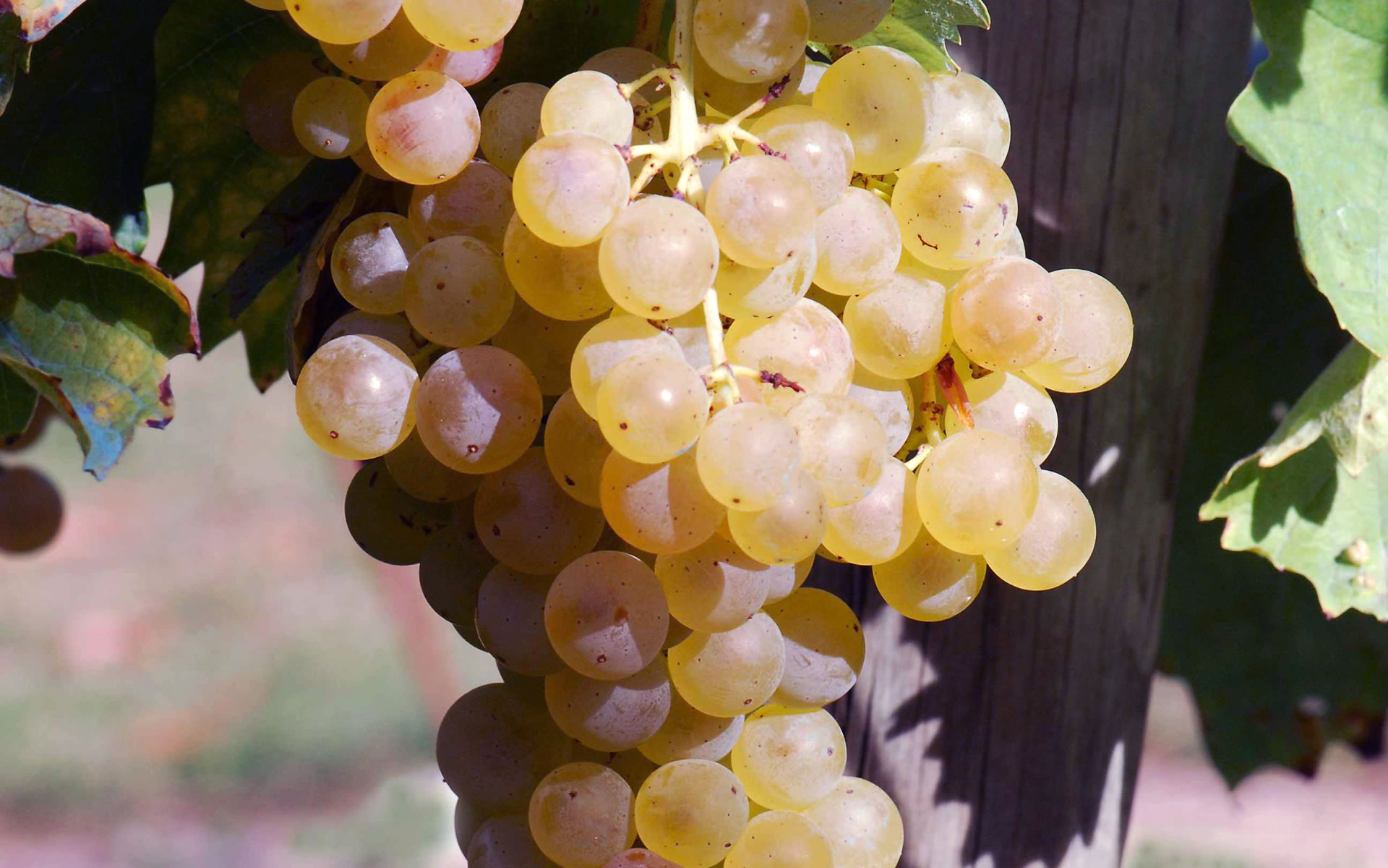 Trebbiano Toscano (o Procanico)