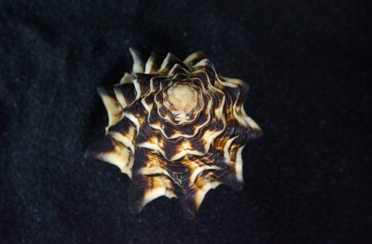 Malakos Malacological Museum of Città di Castello