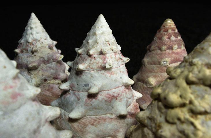 Malakos Malacological Museum of Città di Castello