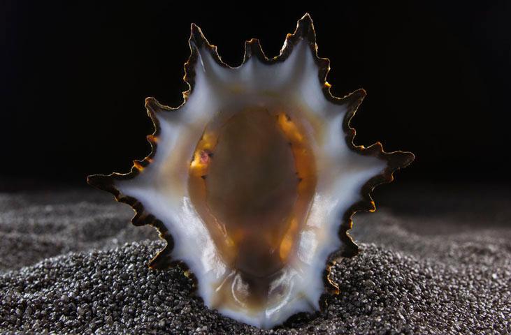 Malakos Malacological Museum of Città di Castello