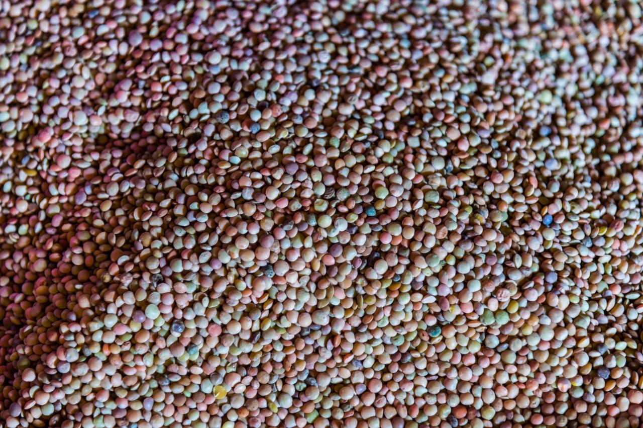 Lentil of Castelluccio di Norcia PGI