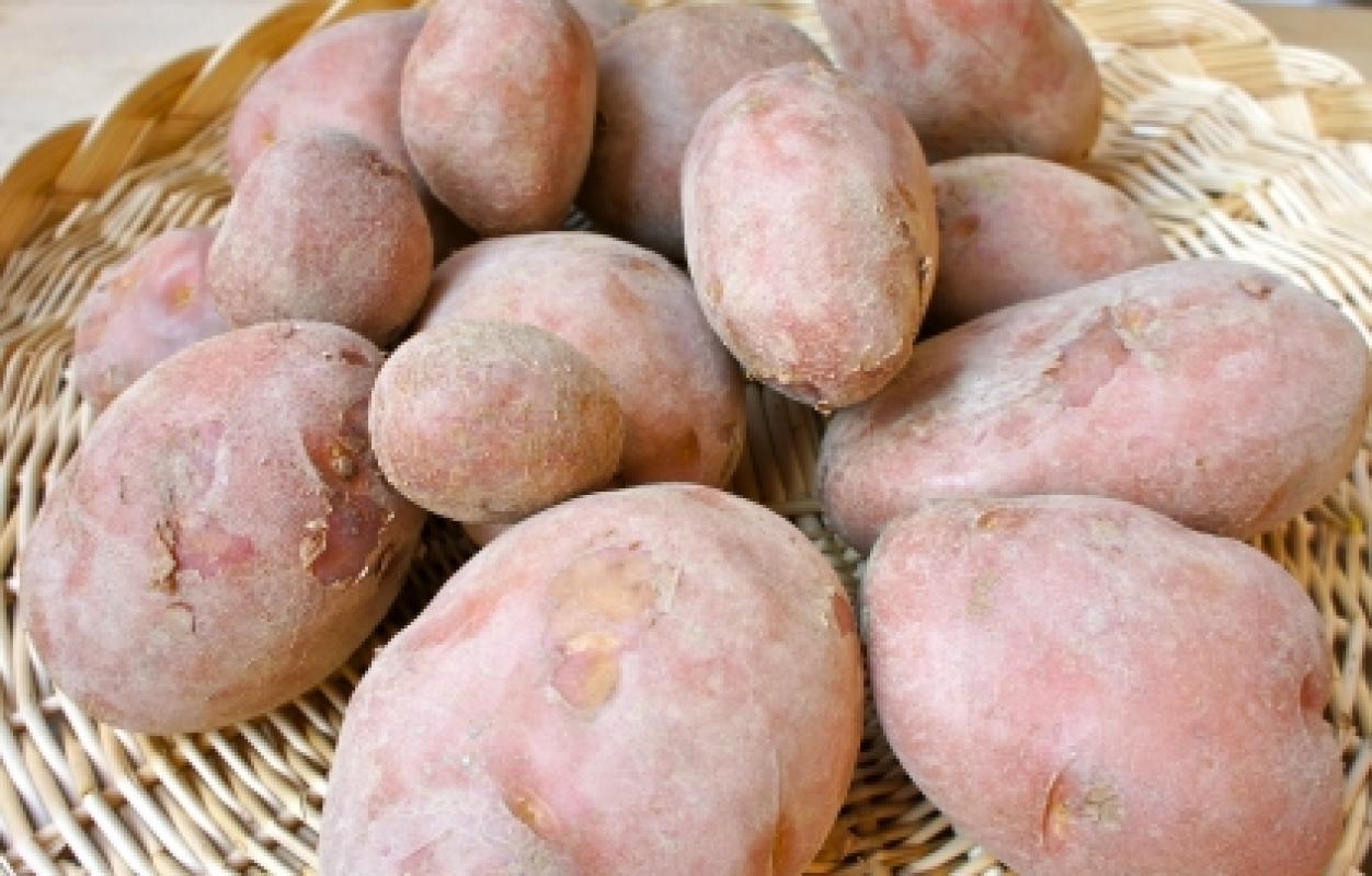 Patata rossa di Colfiorito