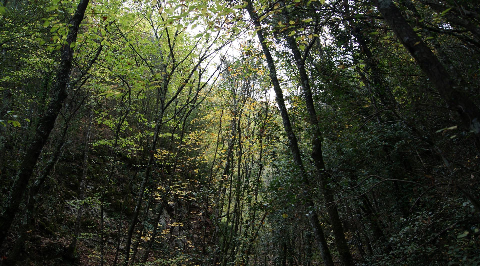 Forello gorge