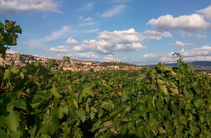 Vue d'un paysage vallonné avec des vignobles au premier plan et un village à l'horizon, sous un ciel bleu parsemé de nuages.