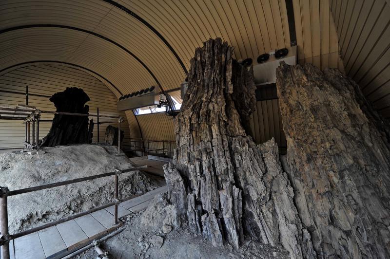 The Botanic Palaeontology Centre of the Fossil Forest in Dunarobba
