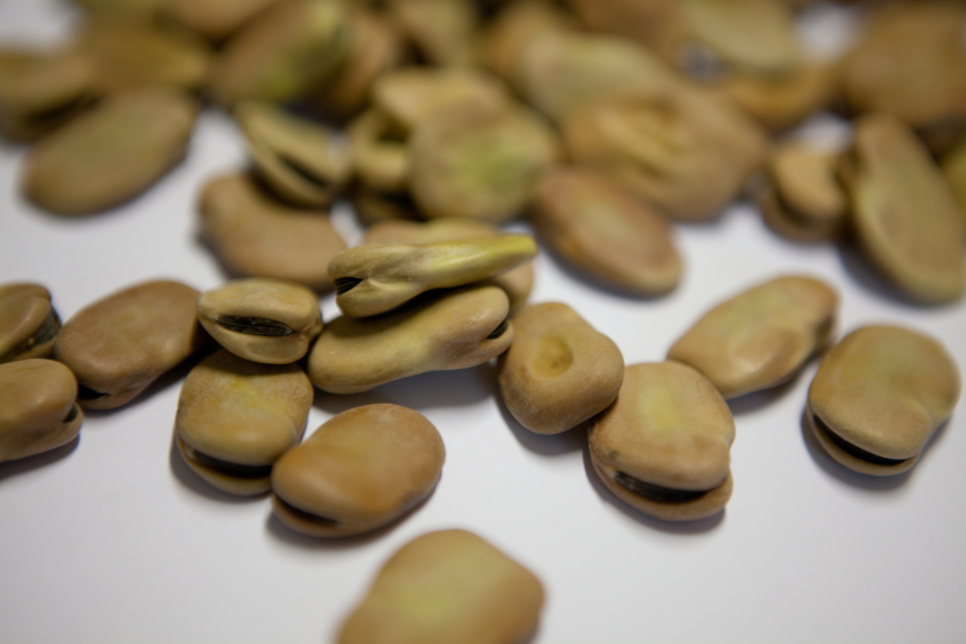 Fava cottòra of the Amerino