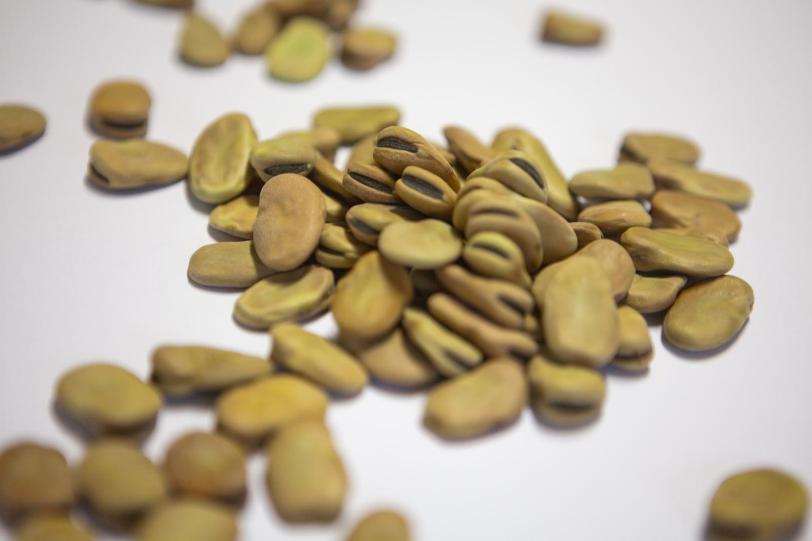 Fava Cottòra – Slow Food Presidium of the Amerino area