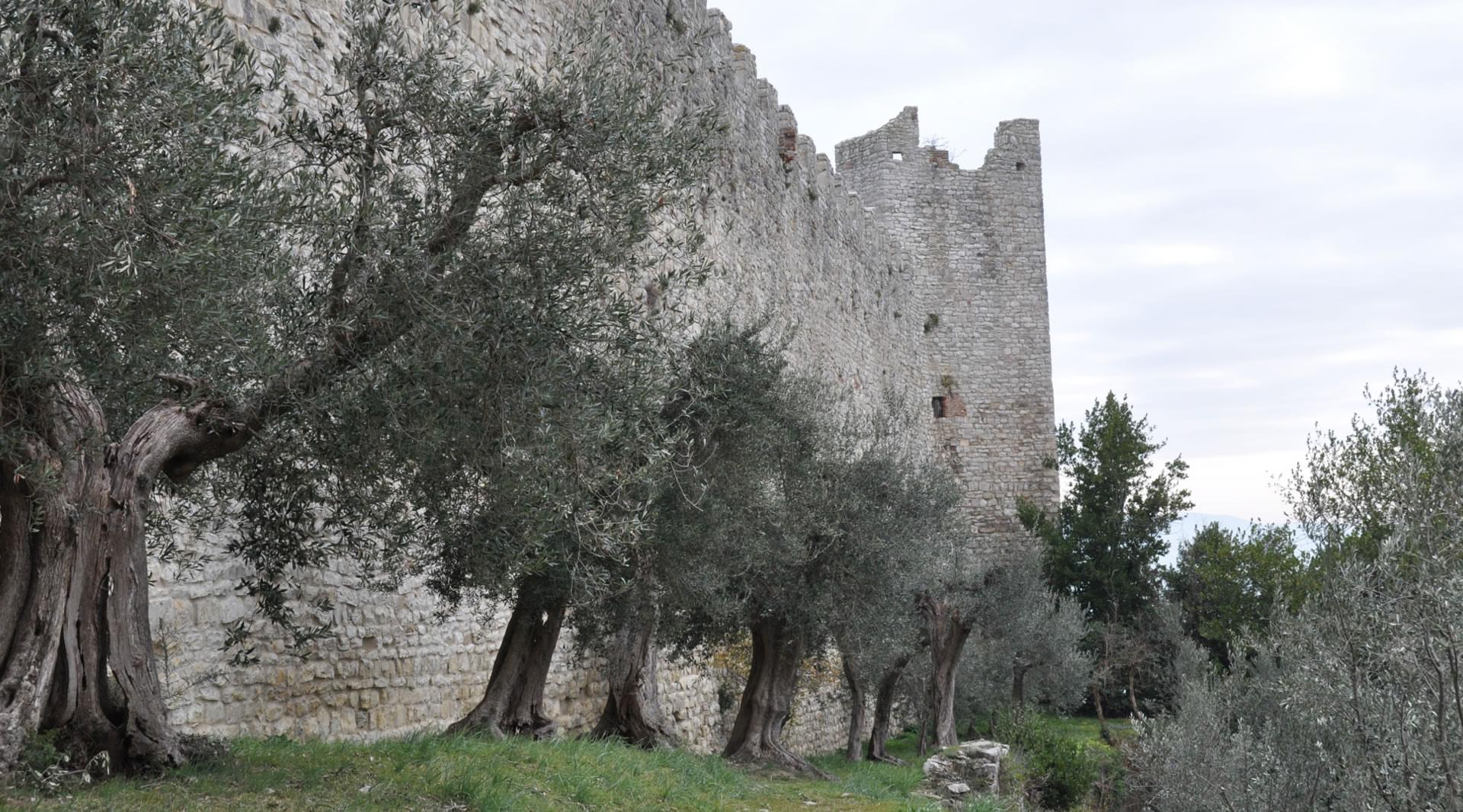 External view of the wall surrounding the Rocca del Leone, with one of its towers visible nearby. In the foreground, centuries-old olive trees decorate the landscape.