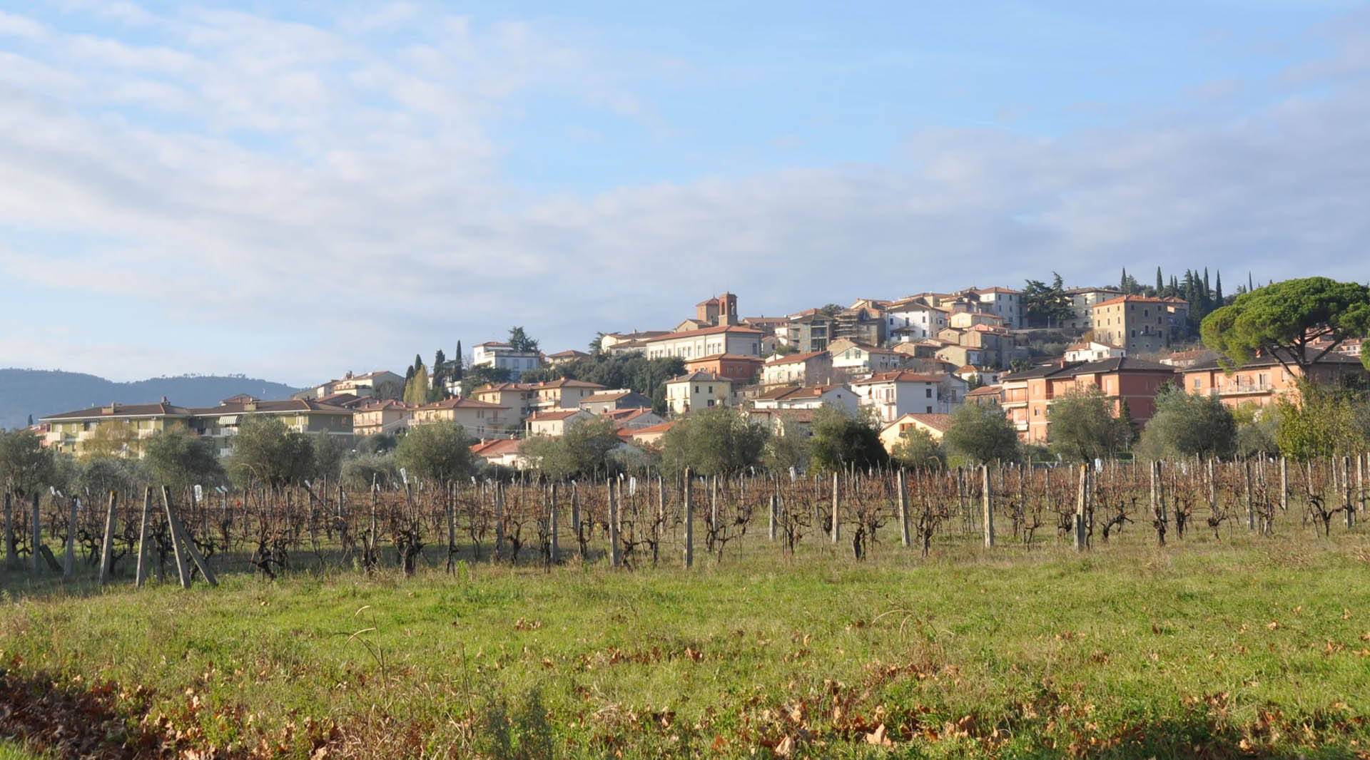 Panoramic view of Tuoro sul Trasimeno, with vineyards in the foreground and colorful houses stretching across a green hill.