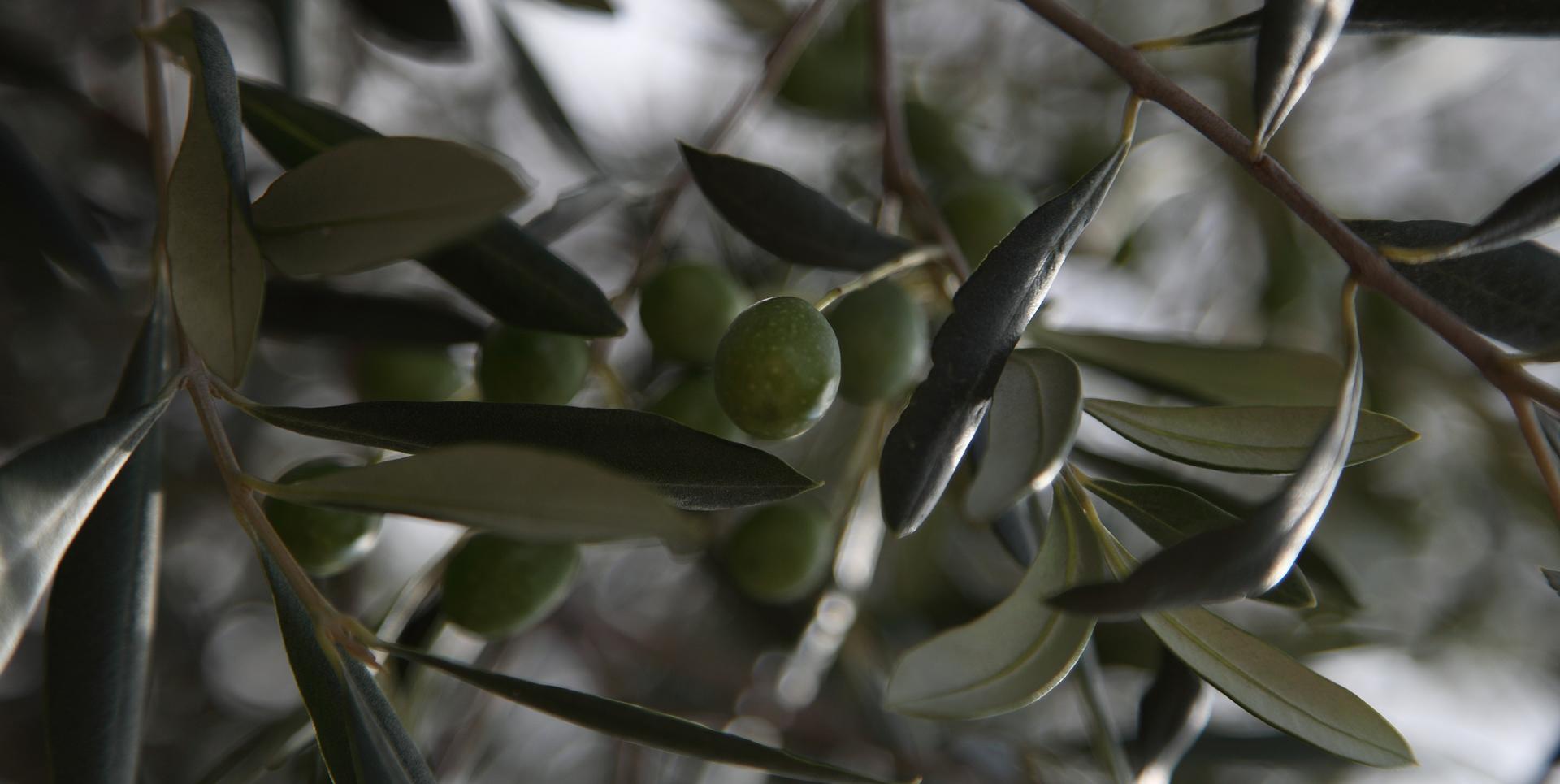 Extra-virgin Protected Designation of Origin (PDO) Umbria olive oil