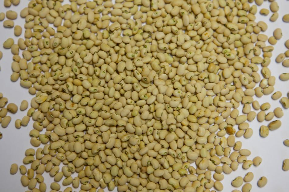 Fagiolina del Trasimeno