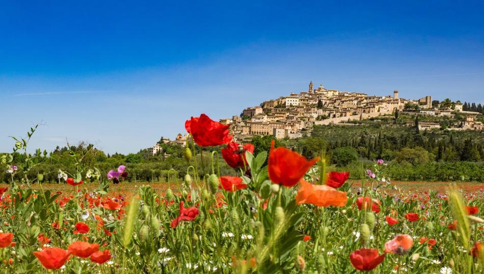 Sedano nero di Trevi