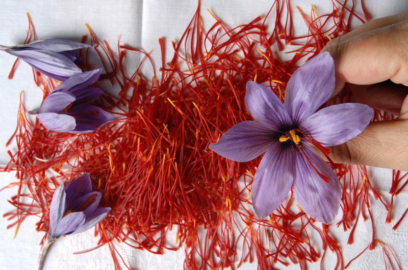 Titolo: Saffron in Umbria