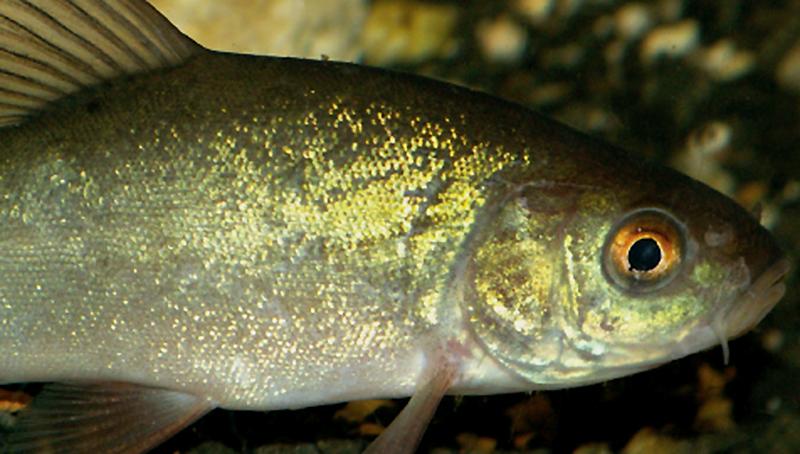 Close-up of a tench, a freshwater fish with an iridescent body, immersed in its natural habitat.