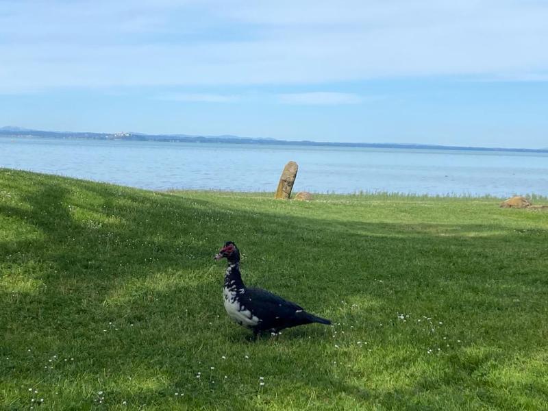 Titolo: A day among the islands of Lake Trasimeno