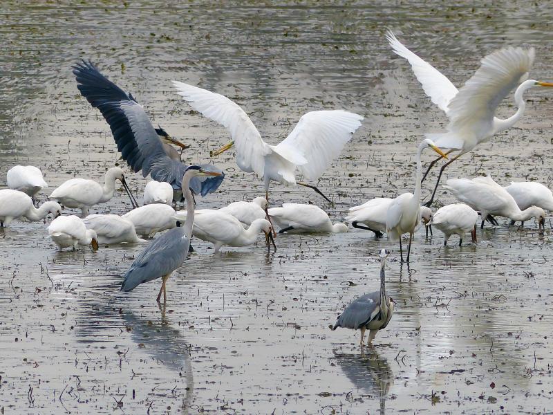 Titolo: Birdwatching at the Alviano Lake WWF Oasis