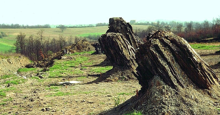 Fossilized tree trunks emerge from the ground in a field surrounded by vegetation.