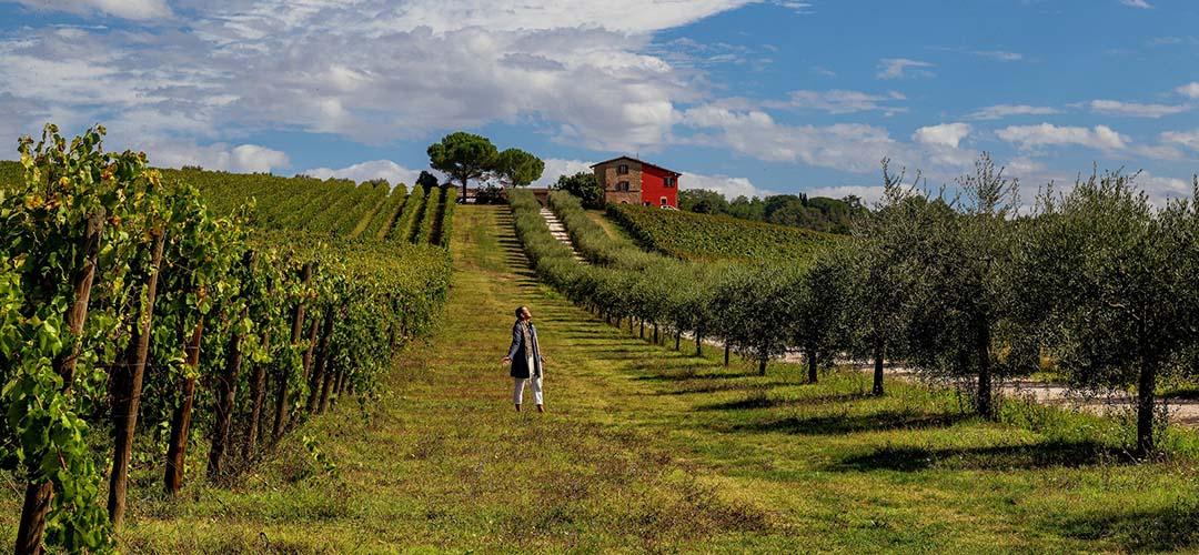 Titolo: Le strade del vino e dell’olio