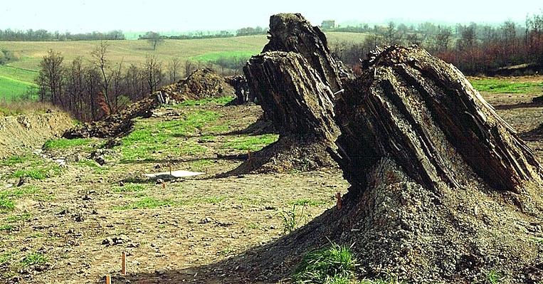 Titolo: Four fossil steps