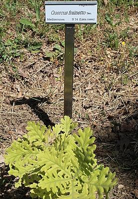 Detail of Il Farnetto