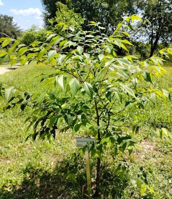 Detail of The Muku survived the atomic bomb