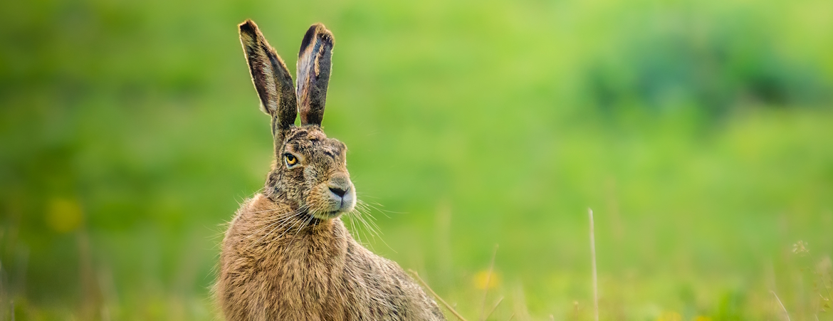 A wild hare with long straight ears photographed surrounded by greenery Photo credits: Daniele Preziotti