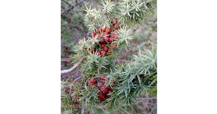 Close-up of a juniper plant with its characteristic green needle-like leaves and red berries