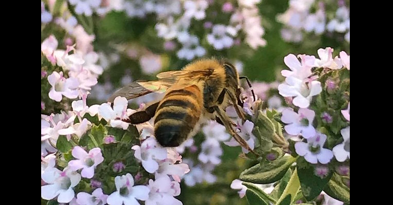 La danse des abeilles