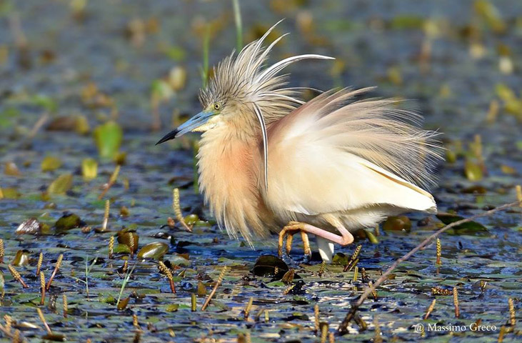 Birdwatching all'Oasi WWF Lago di Alviano
