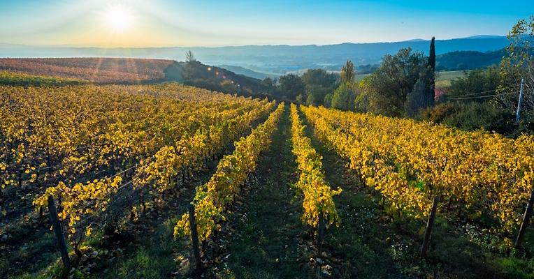 Rows of a vineyard in autumn with the leaves now turning yellow, overlooking the Umbrian hills