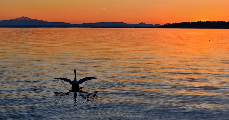 Der Trasimeno-See bei Sonnenuntergang: Die Umrisse von Hügeln und einer Insel zeichnen sich gegen den orangefarbenen Himmel ab, und ein Schwan breitet seine Flügel über dem Wasser aus