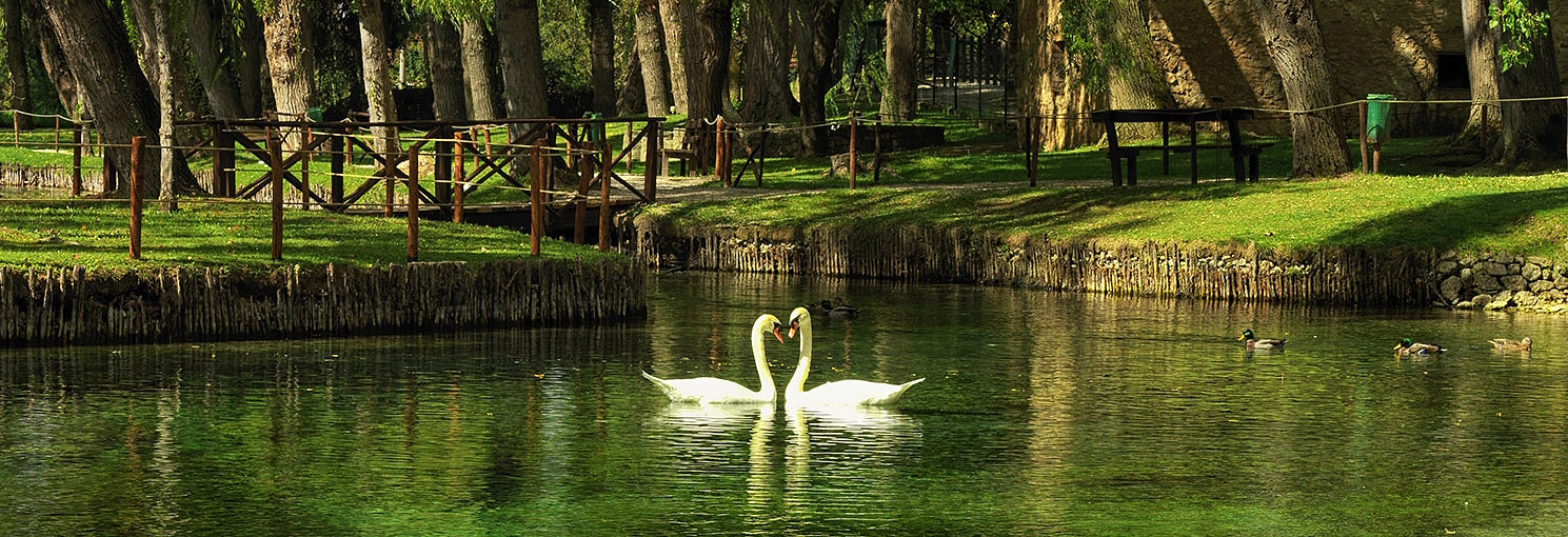 Clitunno Springs with two white swans in the centre, weeping willows, green meadows and a fence in the background