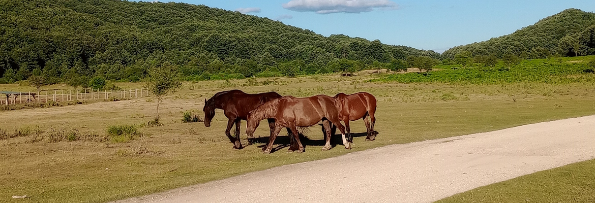 Three brown horses walk on a meadow near a dirt road, with green hills in the background