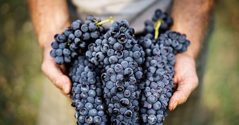 Mani di un contadino tengono grappoli di uva nera appena raccolta, simbolo di vendemmia e agricoltura tradizionale