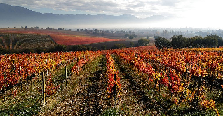 Vineyard with neatly aligned rows of vines with yellow and red leaves, and a misty autumn landscape in the background.