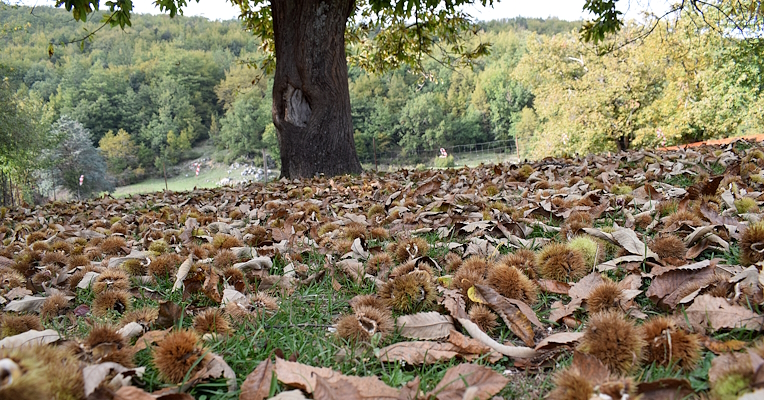 Chestnut harvesting
