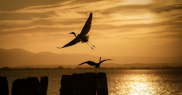 Two herons backlit at sunset: one flying and one perched on a post over Lake Trasimeno