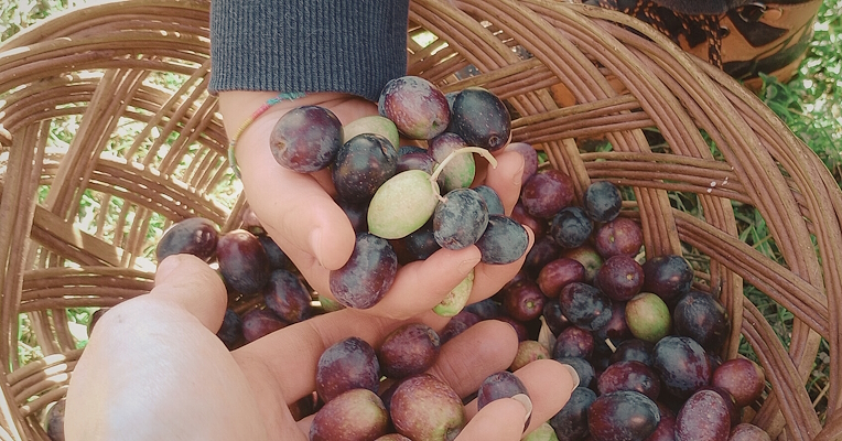 Hands holding freshly picked black and green olives, with a woven basket full of fruit in the background during traditional harvesting.