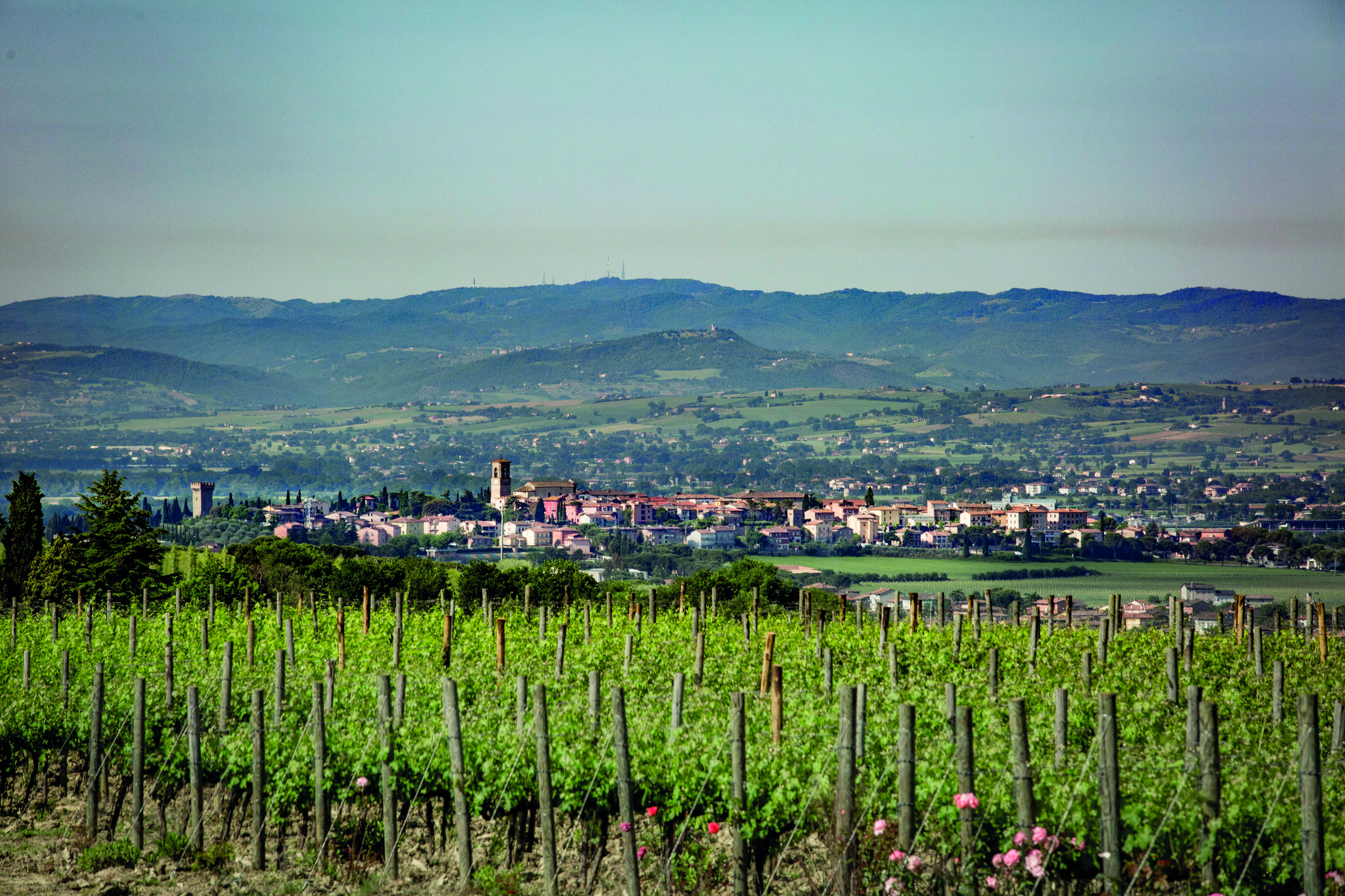 Vini Doc e Docg Torgiano