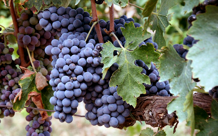 Sangiovese
