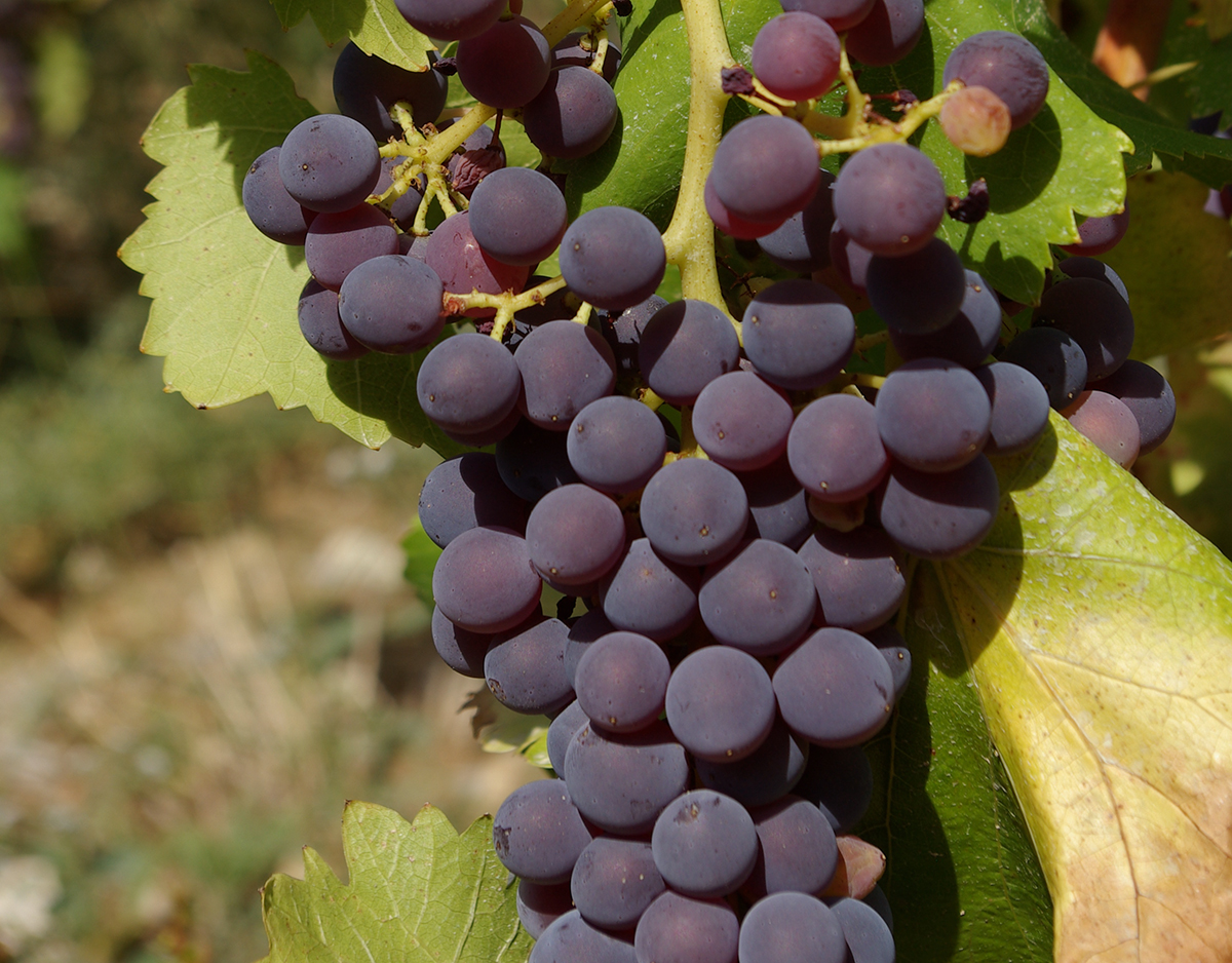 Gamay (o Gamay del Trasimeno)