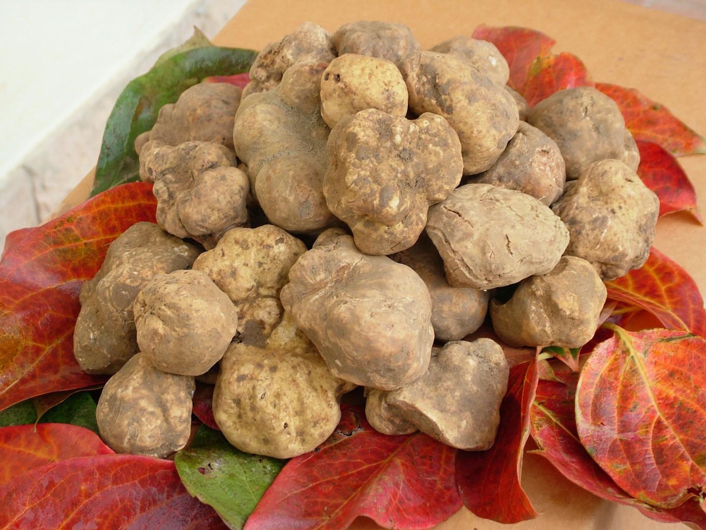 Earthy white truffles arranged on red and green leaves, with an irregular surface and a light beige-tinged color.