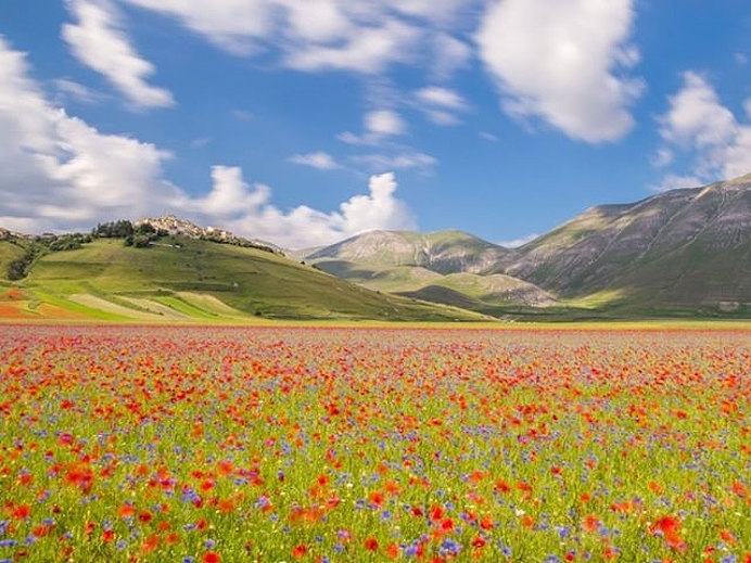 Blick auf die Blüte von Castelluccio di Norcia mit einem Feld bunter Blumen und den Sibillinischen Bergen im Hintergrund unter einem blauen Himmel mit Wolken.