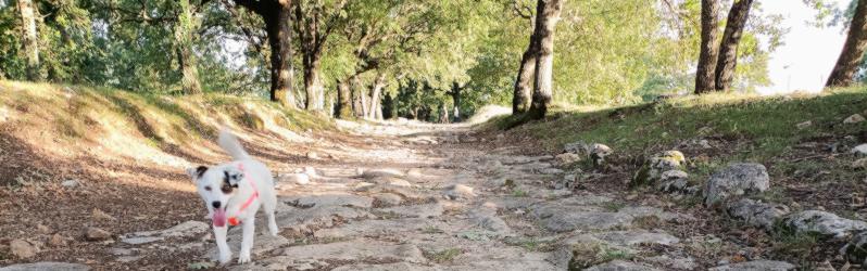 Stage 4 Ponte di Augusto in Narni. Pilgrims on the Way of the Franciscan Proto-martyrs, Umbria Italy