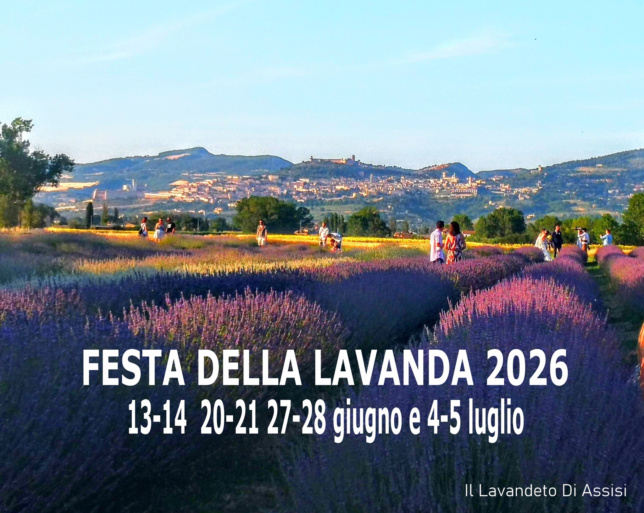 Poster of Festa della Lavanda 2026 in Assisi